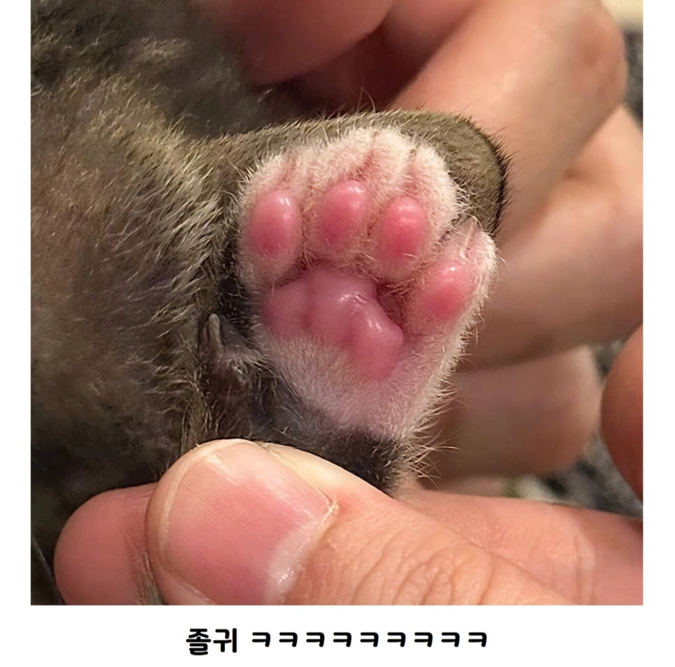 증거는 확실한데 귀여워서 봐줌