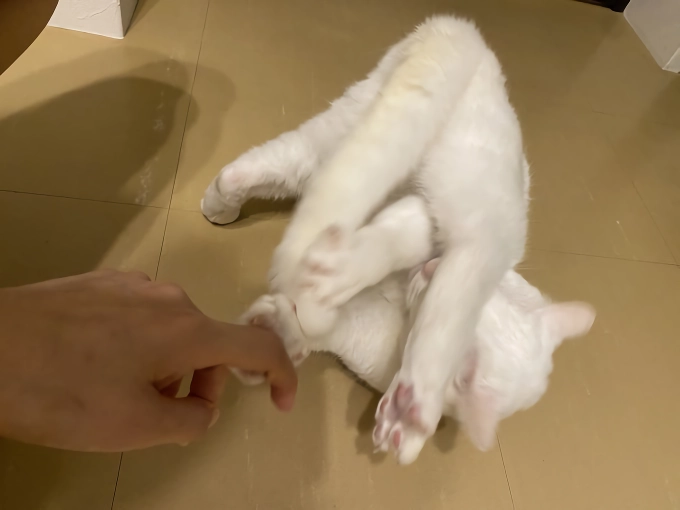 망한 고양이 사진 대회