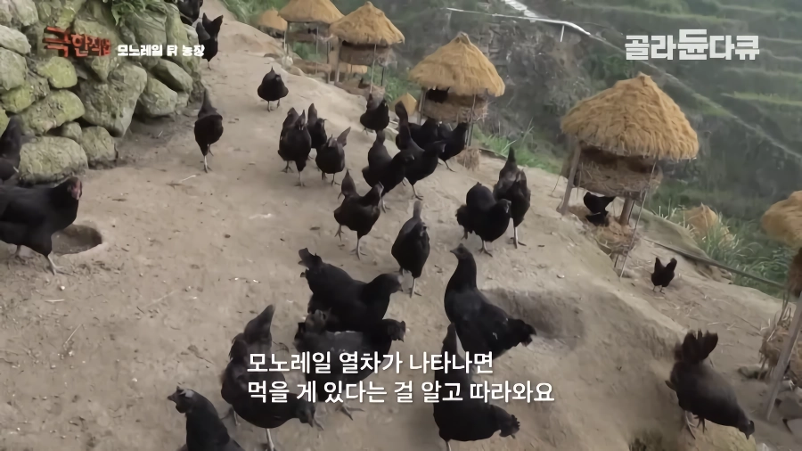 완전 동물복지 중국 닭 사육장