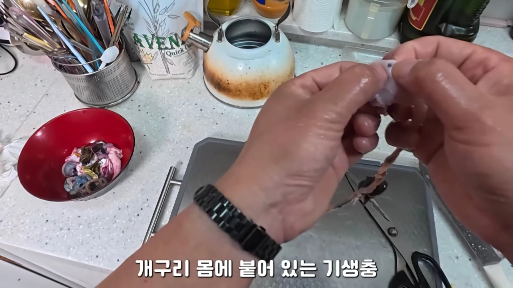 황소개구리 잡아다가 튀겨먹기(12)