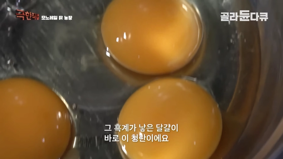 완전 동물복지 중국 닭 사육장
