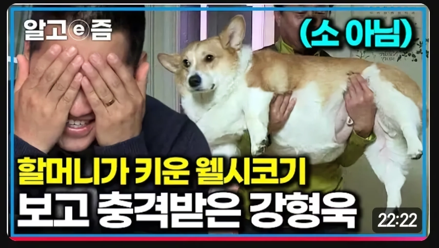 강형욱도 경악하게 만든 할머니의 웰시 코기