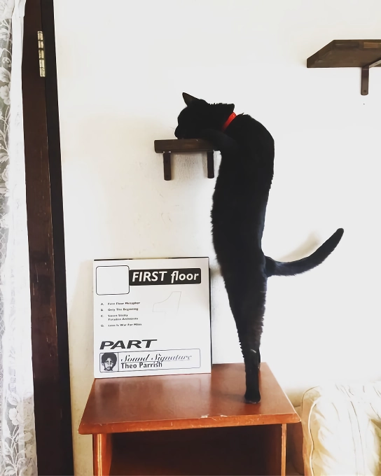 망한 고양이 사진 대회