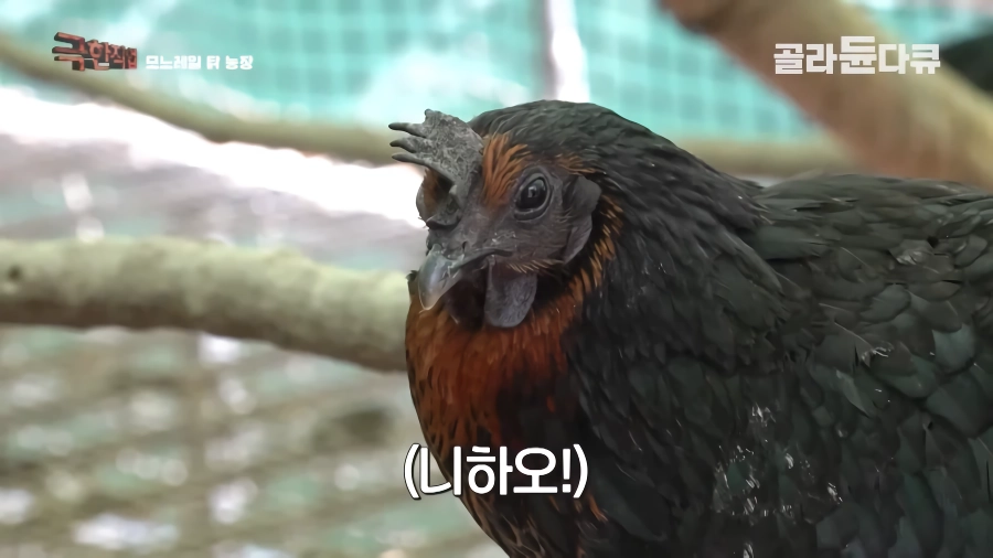 완전 동물복지 중국 닭 사육장