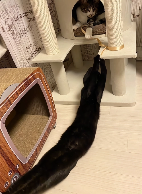 망한 고양이 사진 대회