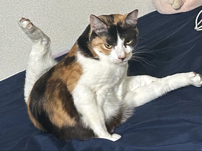 망한 고양이 사진 대회