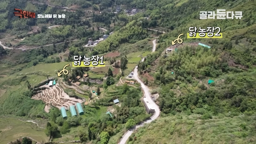 완전 동물복지 중국 닭 사육장