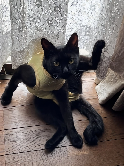 망한 고양이 사진 대회