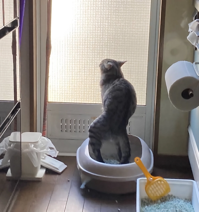 망한 고양이 사진 대회