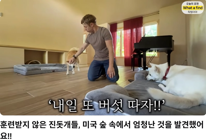 올리버샘네 진도개들 근황 jpg