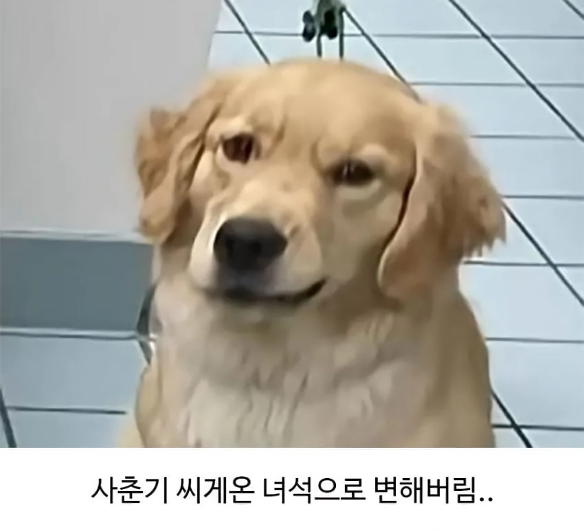 미용실 다녀온 후 예민해진 찹츄