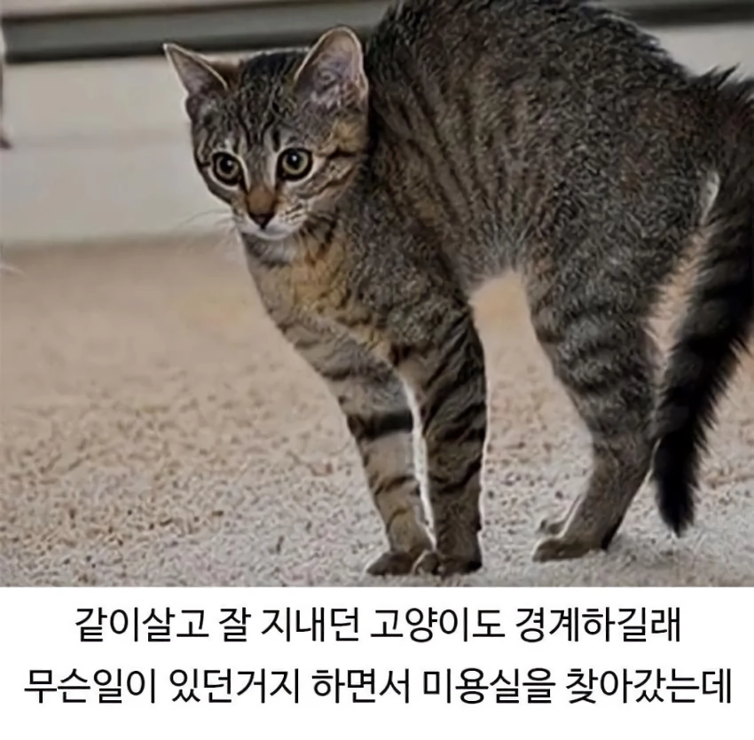 미용실 다녀온 후 예민해진 찹츄