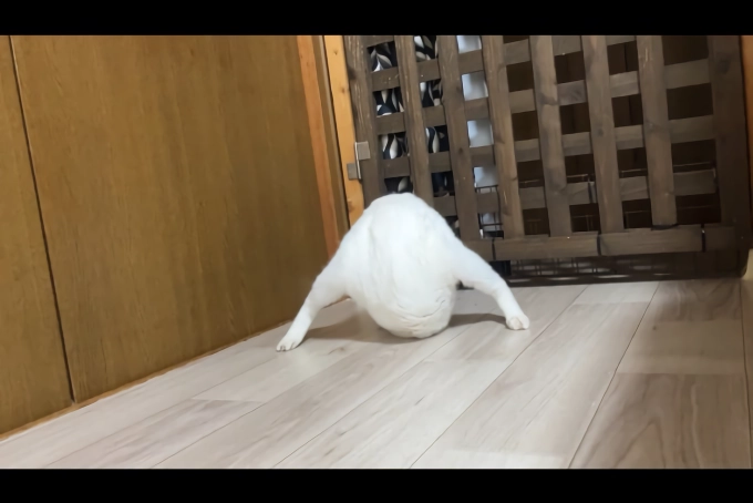 망한 고양이 사진 대회
