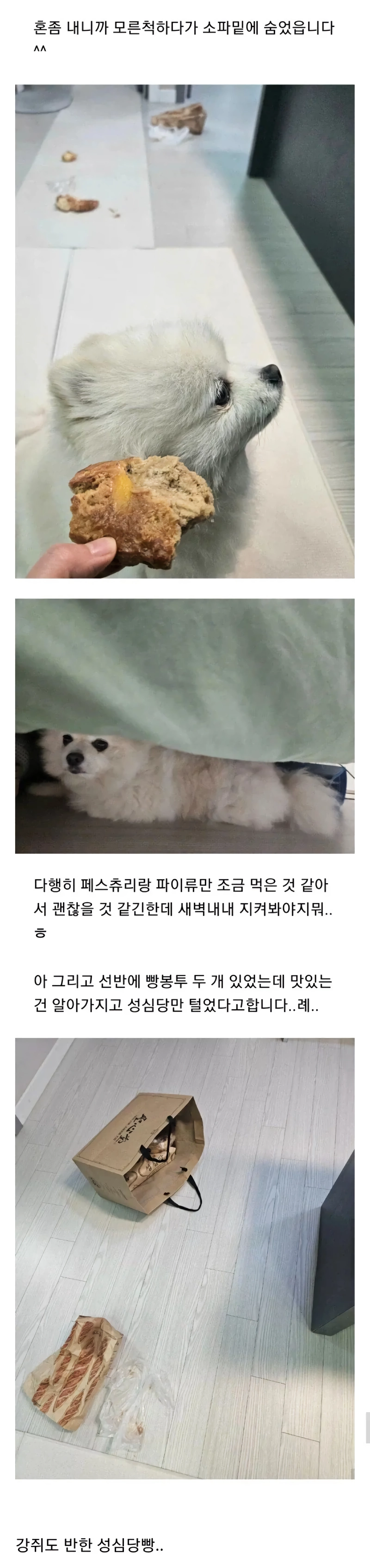 회사에서 집 CCTV 보다가 반차 쓸뻔 한 직장인