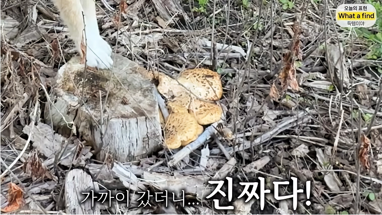 올리버샘네 진도개들 근황 jpg