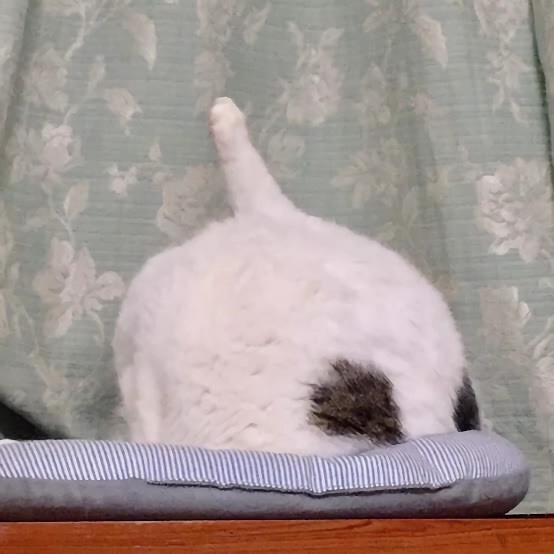 망한 고양이 사진 대회