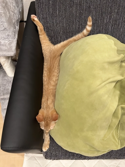 망한 고양이 사진 대회