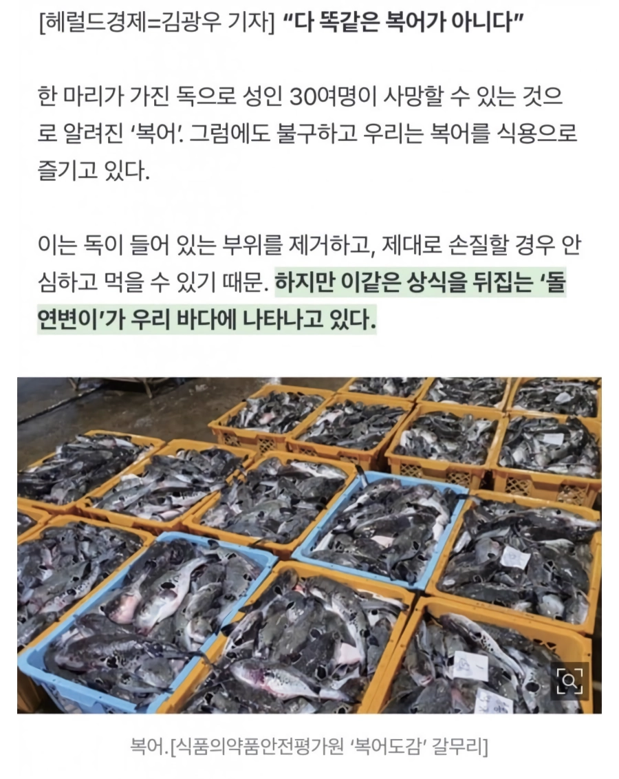 독 위치를 모르는 변종 복어 대량 출현.jpg
