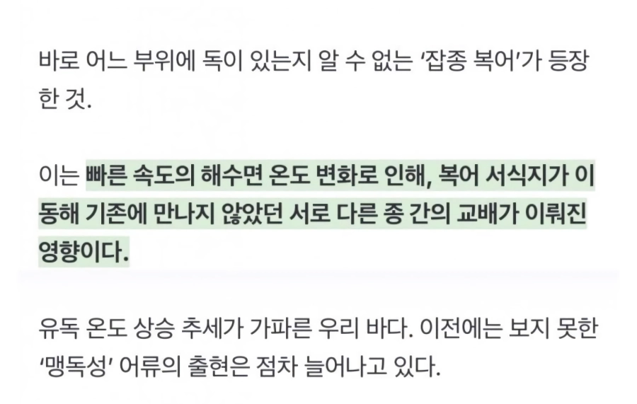 독 위치를 모르는 변종 복어 대량 출현.jpg