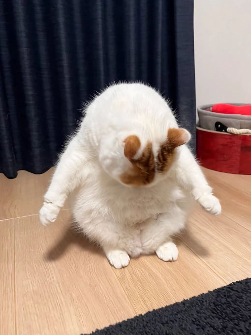 망한 고양이 사진 대회