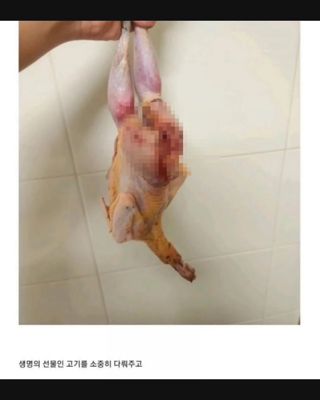 모자이크주의)로드킬 당한 꿩