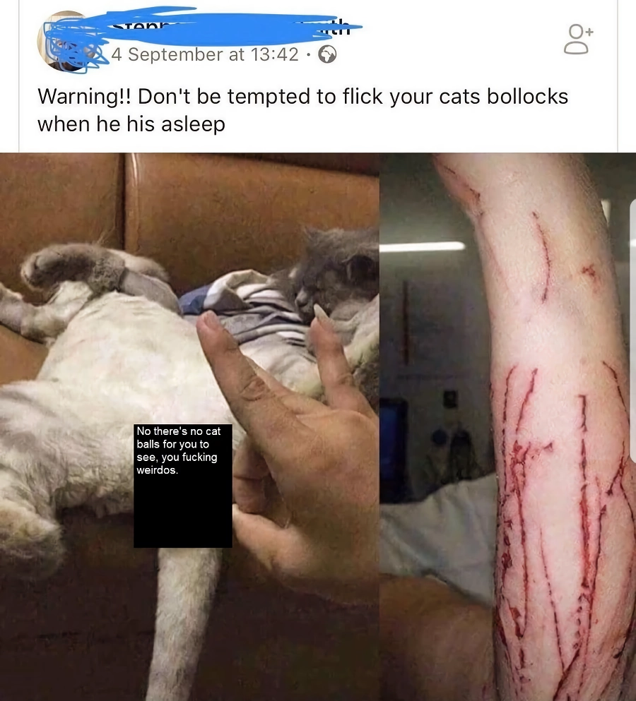 고양이 부랄에 딱밤 날리면