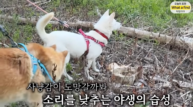 올리버샘네 진도개들 근황 jpg