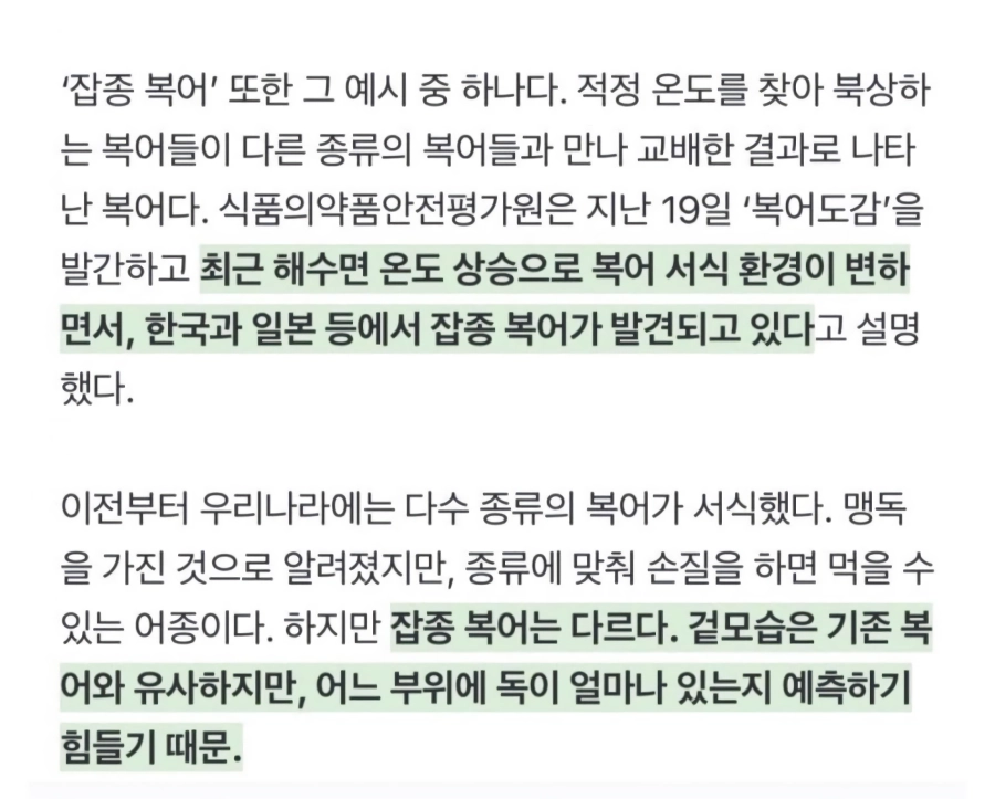 독 위치를 모르는 변종 복어 대량 출현.jpg