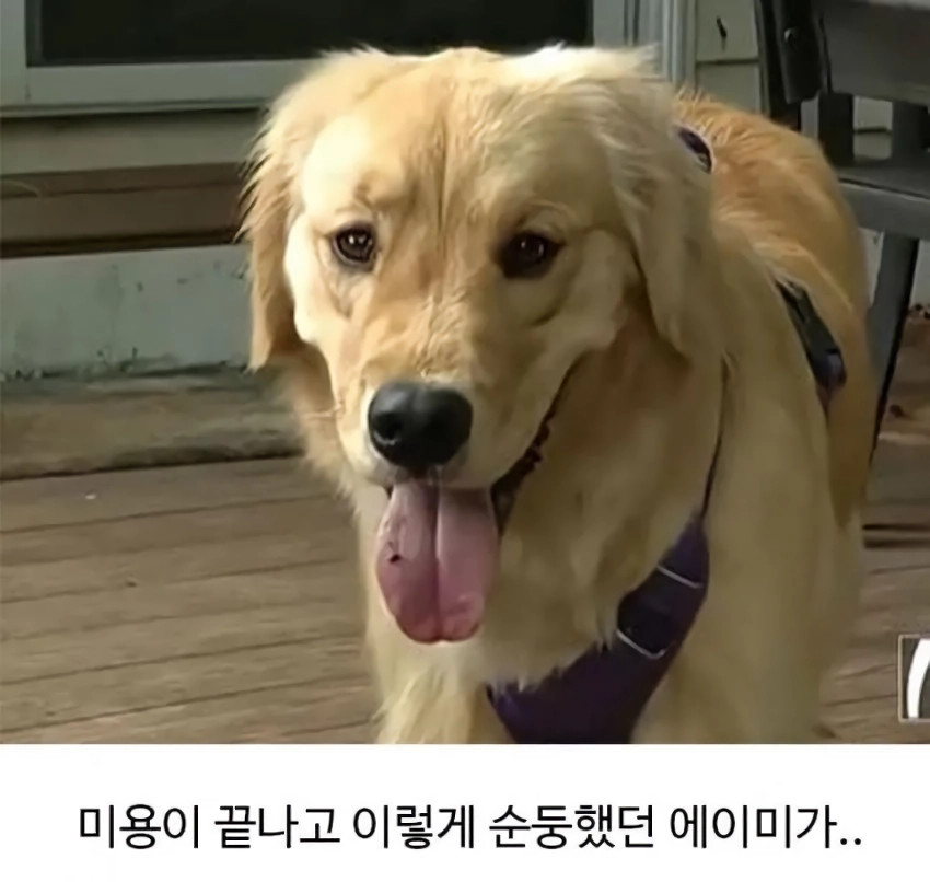 미용실 다녀온 후 예민해진 찹츄