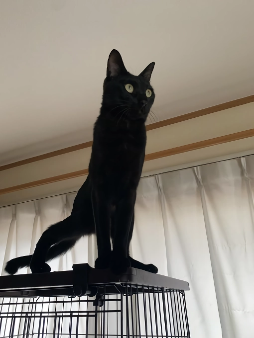 망한 고양이 사진 대회