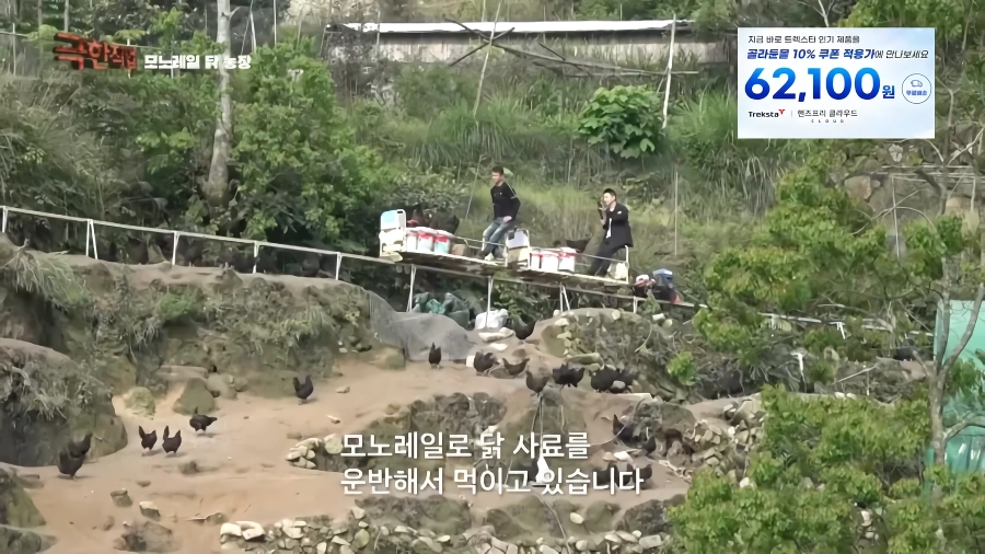 완전 동물복지 중국 닭 사육장