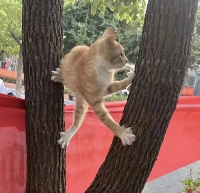 망한 고양이 사진 대회