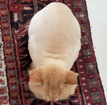 망한 고양이 사진 대회