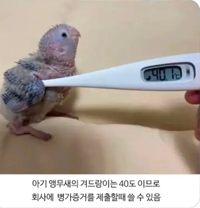 직장인들이 새끼앵무새를 키워야 되는 이유.JPG