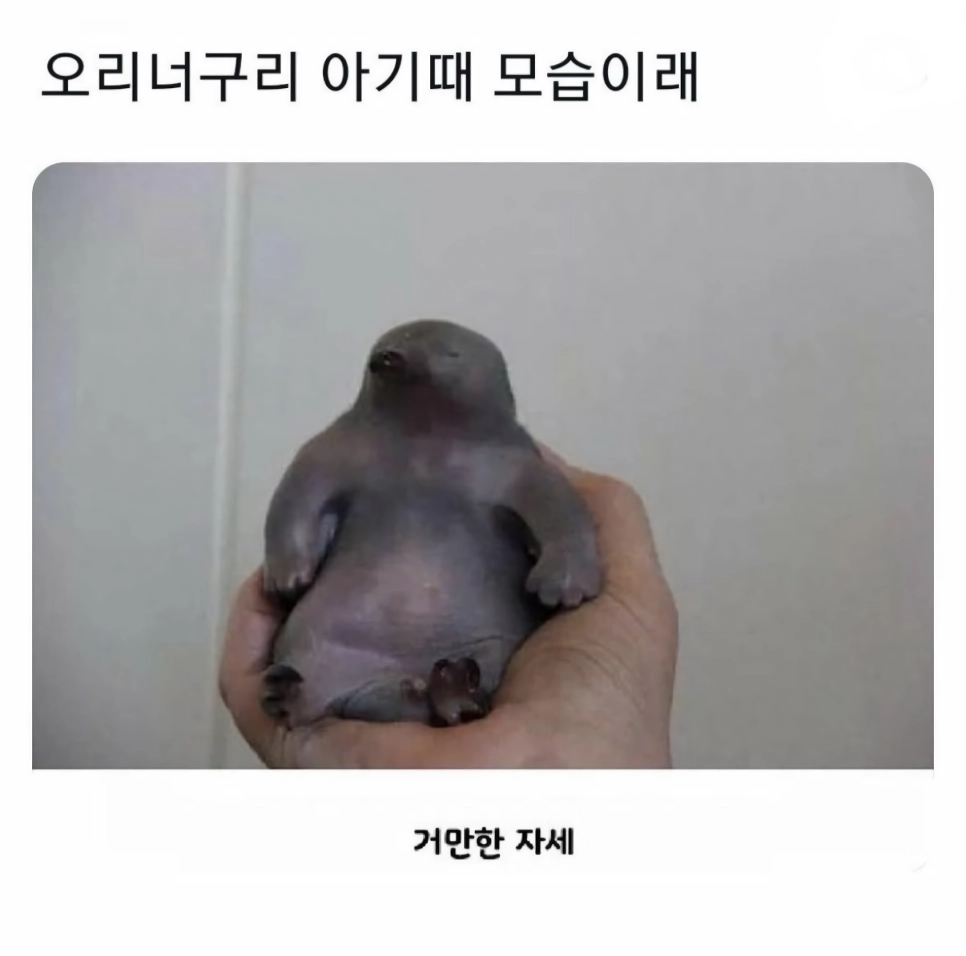 오리너구리 새끼 때 모습