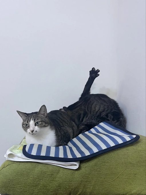 망한 고양이 사진 대회