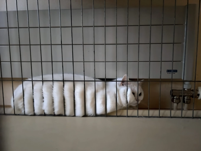 망한 고양이 사진 대회