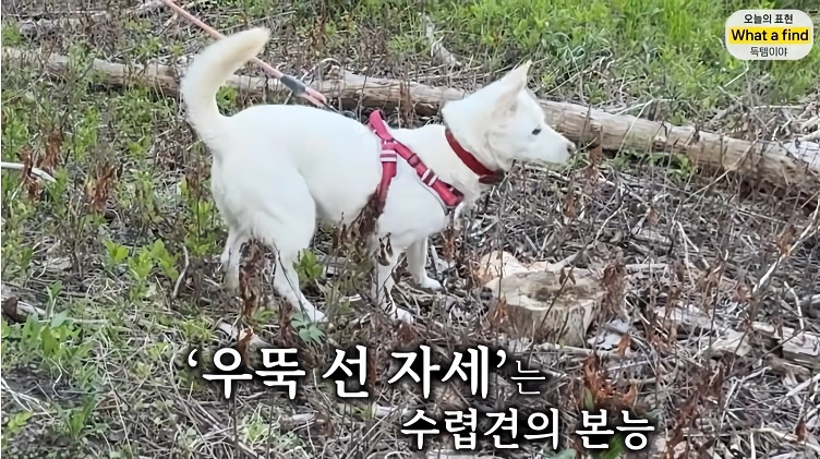 올리버샘네 진도개들 근황 jpg