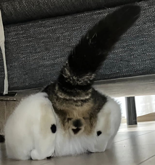망한 고양이 사진 대회