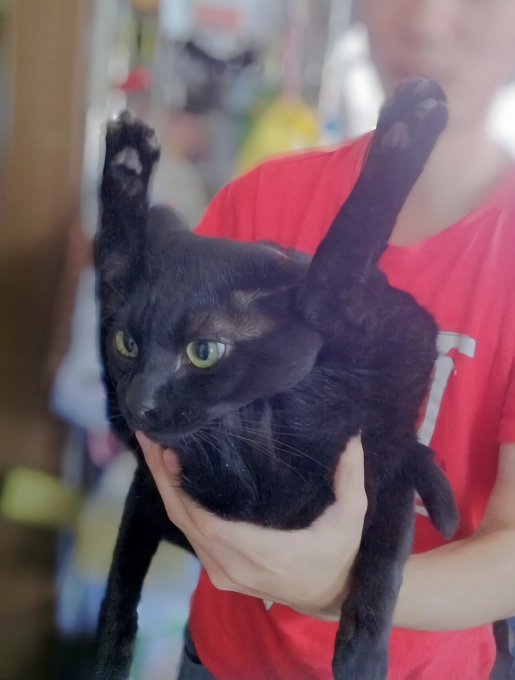망한 고양이 사진 대회