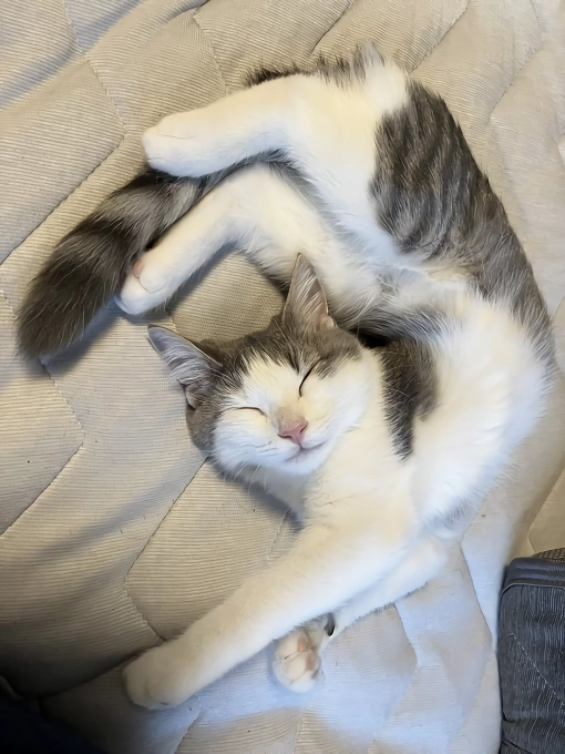 망한 고양이 사진 대회