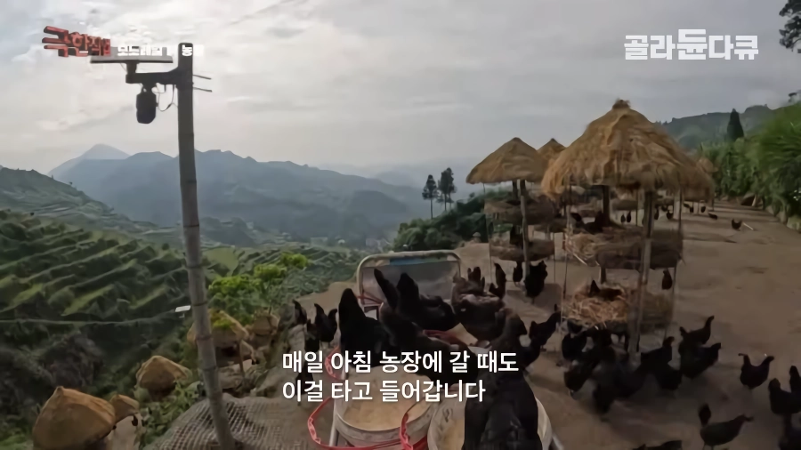 완전 동물복지 중국 닭 사육장