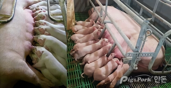사람들이 소젖은 존나 처먹는데 돼지젖은 안먹는 이유