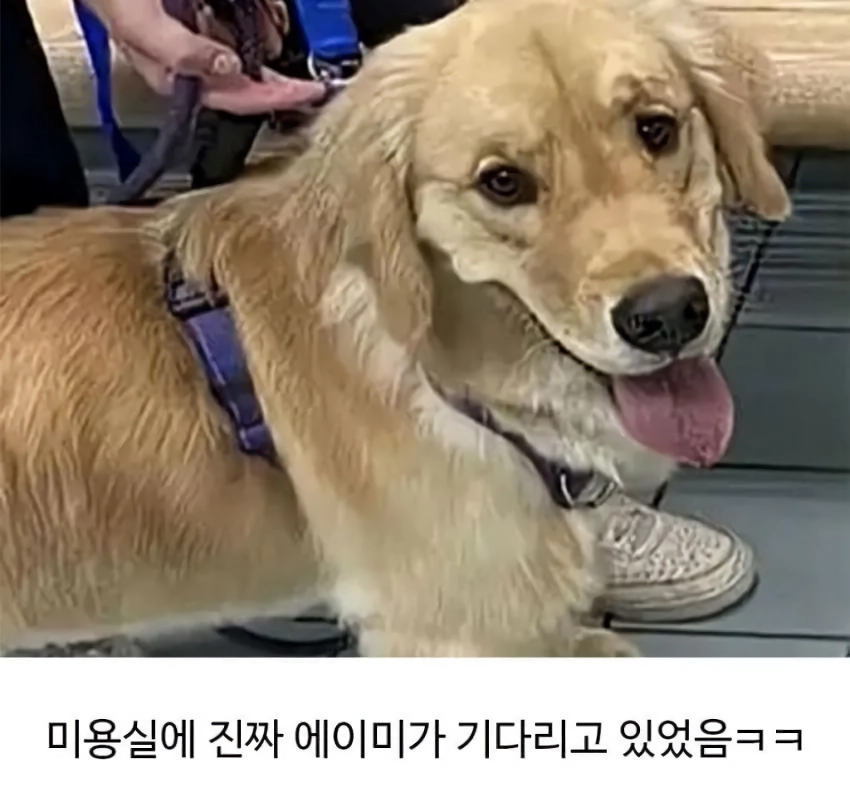 미용실 다녀온 후 예민해진 찹츄