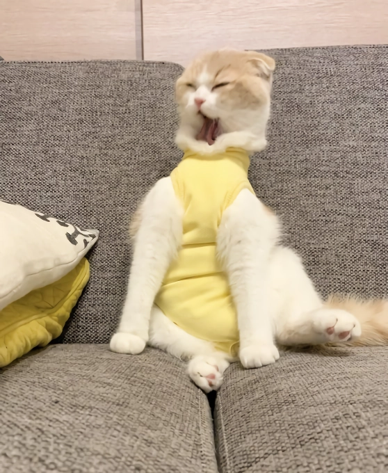 망한 고양이 사진 대회