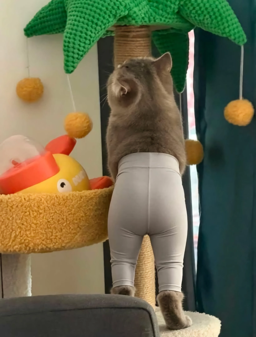 “””” 고양이 + 레깅스 = ??? “””” . jpg