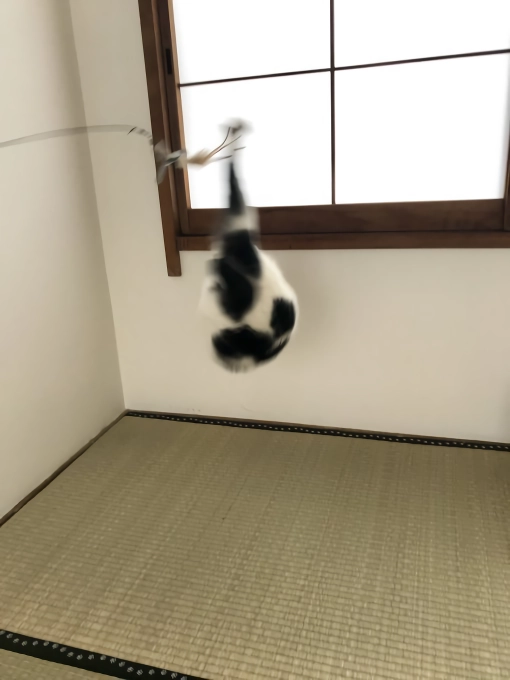 망한 고양이 사진 대회