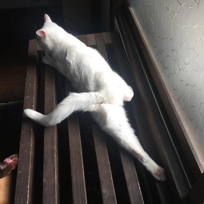 망한 고양이 사진 대회