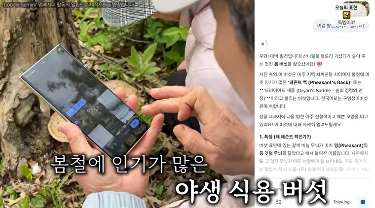 올리버샘네 진도개들 근황 jpg
