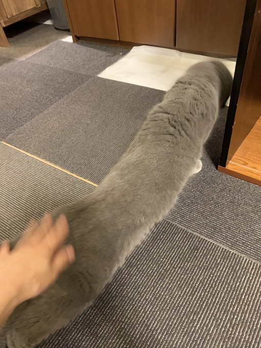 망한 고양이 사진 대회